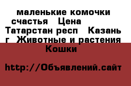 маленькие комочки счастья › Цена ­ 2 000 - Татарстан респ., Казань г. Животные и растения » Кошки   